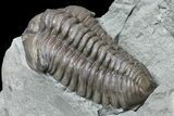 Inflated Flexicalymene Trilobite - Mt Orab, Ohio #85383-2